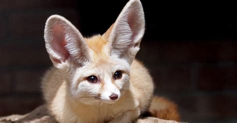 The Top 10 Cutest Animals In The World A Z Animals
