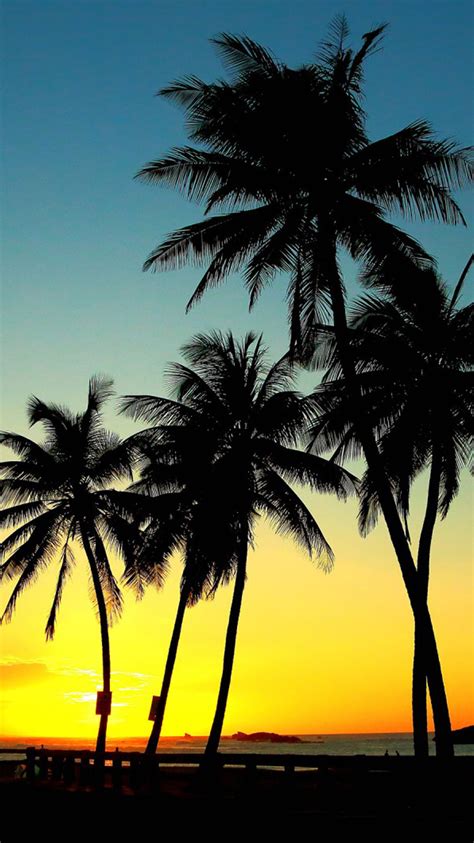 Sunset Palm Trees Wallpaper Wallpapersafari