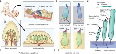 Sensory Epithelia Of The Inner Ear Hair Cells And Their Stereocilia In