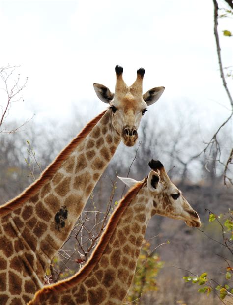 Interesting African Animal Facts Giraffes
