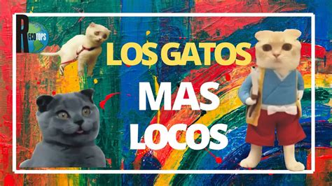 Los Gatos Mas Locos Y Divertidos The Craziest And Funniest Cats Youtube