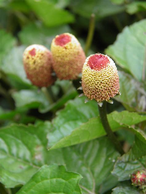 Spilanthes Aka Toothache Plant Spilanthes Acmella Ast Flickr