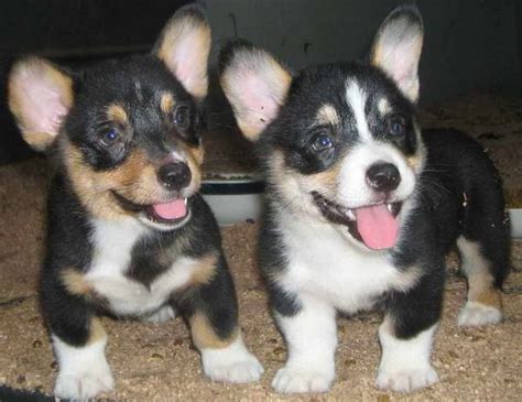 How much does it cost to get a puppy in louisiana? Corgi Puppies Baton Rouge | PETSIDI