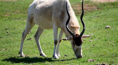 Addaxes are also known as white antelopes and the screwhorn antelopes. Addax Antelope for Sale in Texas | Cold Creek Ranch Texas