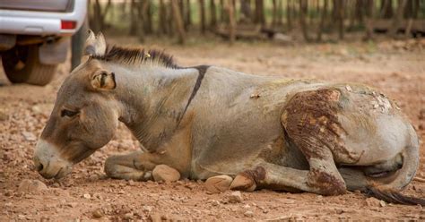Cruelty At Its Worst 200 Overworked Donkeys Forced To Carry Back