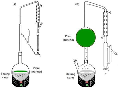 Clevenger Apparatus Essential Oil Extraction