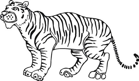 Ausmalbilder Tiger zum ausdrucken kostenlos für Kinder und Erwachsene