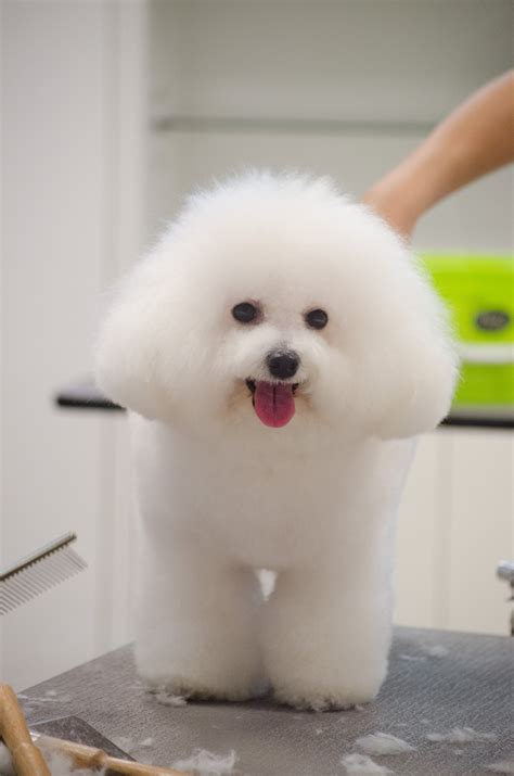 Bichon Bichon Frise Dogs Cute Dogs And Puppies Super Cute Puppies