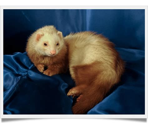 Top 10 facts about ferrets you didn't know - Known Pets