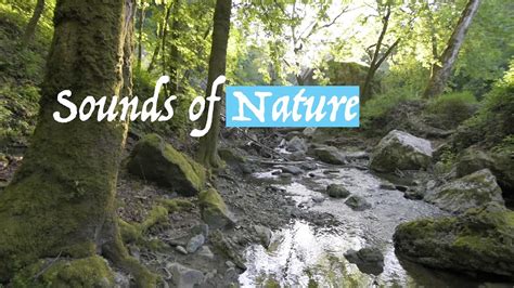 Sounds Of Nature Youtube