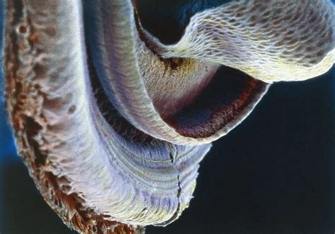 Ear Cochlea Under Microscope Available As Framed Prints Photos Wall