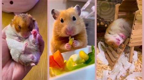Funny And Cute Hamster Compilation 🐹 Funniest Hamsters Of All Time