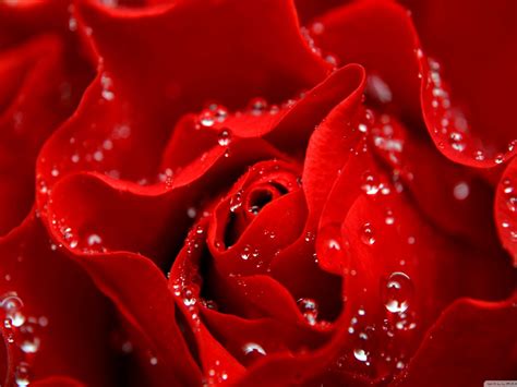 Love Is Like A Red Rose Wallpaper 2560x1600 : Wallpapers13.com