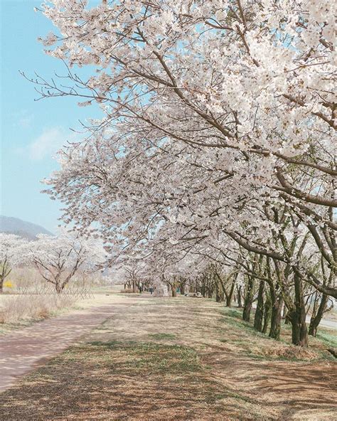 Spring Cherry Blossom Path Namyangju Korea Instagram Aesthetic