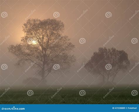 Beautiful Foggy Sunrise Landscape With Trees Stock Image Image Of