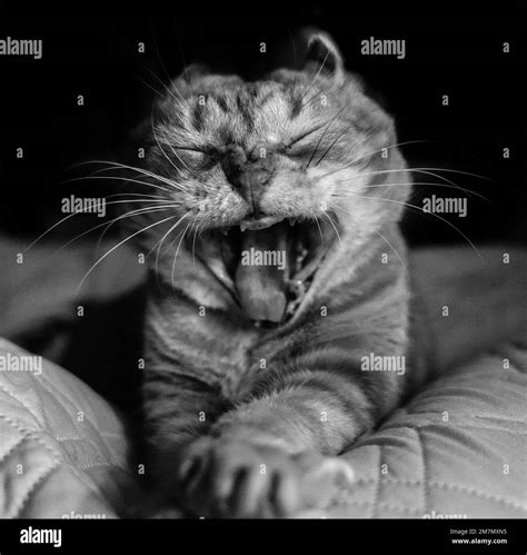 Cat With Arms Stretched And Mouth Open In A Yawn In Black And White
