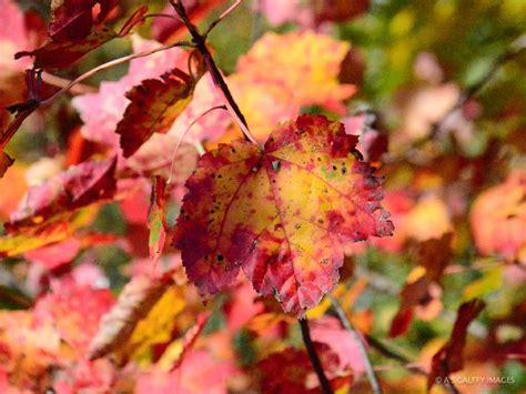 Fall Foliage In New England