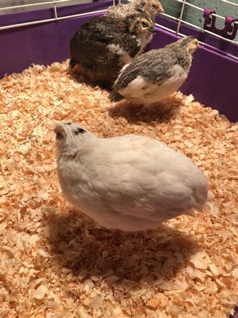 Raising Coturnix Quail Hatching Breeding And Housing