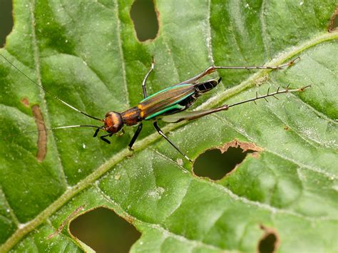 Cricket Phylloscirtus Sp Gryllidae Eerika Schulz Flickr