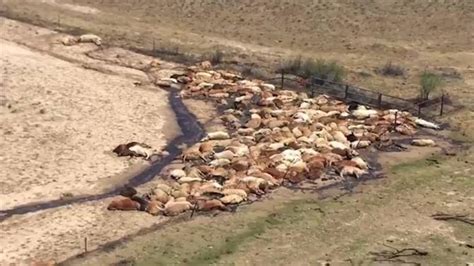Video Shows Hundreds Of Cattle Dead In Australia As Floodwaters Recede