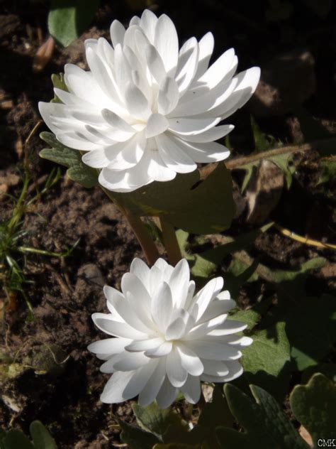 Sanguinaria Canadensis Multiplex Double Bloodroot The Blooms Are