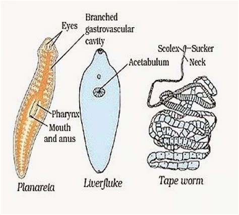 Classification Phylum Platyhelminthes