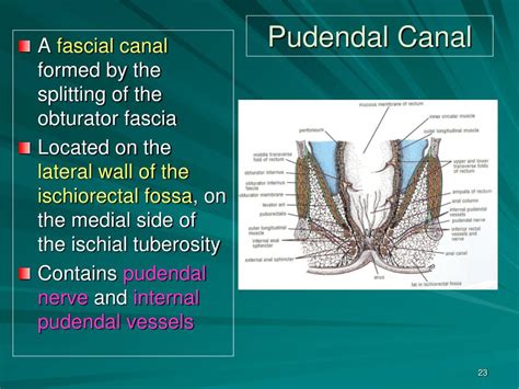 Ppt Anal Canal Anal Triangle And Ischiorectal Fossa Powerpoint Presentation Id4881222
