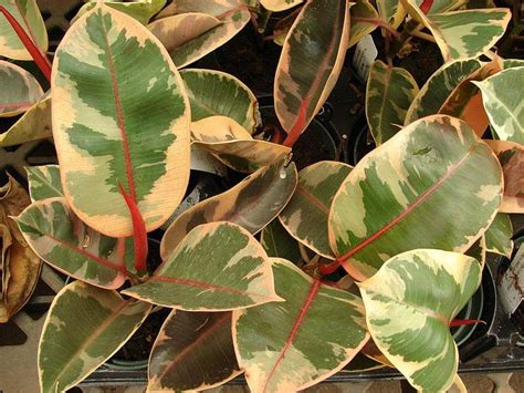 Ficus Elastica Rubber Plant Guide Our House Plants