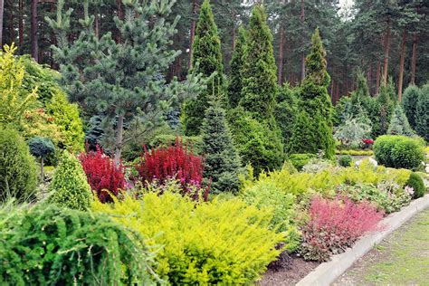 Minnesota Shrubs For All Seasons Page 1 Of 0 Rock Solid Landscapers