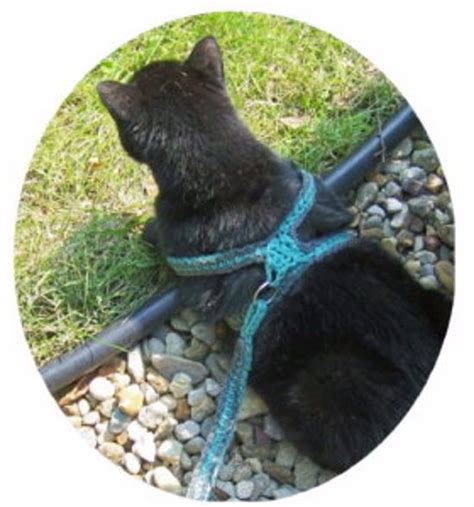 Crochet A Cat Harness Leash Cat Harness Crochet Cat
