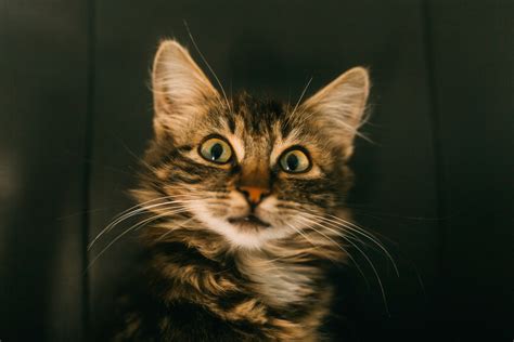 Brown Tabby Kitten Cat Pleased Muzzle Hd Wallpaper Wallpaper Flare