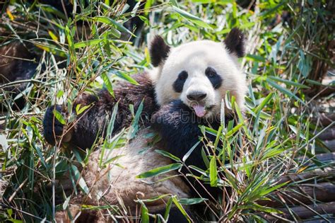 Panda Lying Down In Grass And Showing Is Tongue Stock Image Image Of