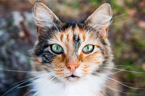 Signs That Your Cat May Have An Ear Infection Tucson Vet Veterinary