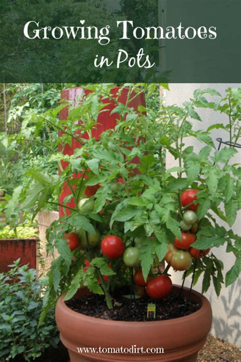 Growing Tomatoes In Pots The Basics About Container Tomatoes With