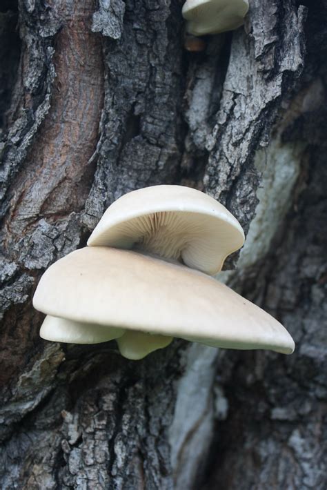 Oyster Mushrooms Pleurotus Ostreatus Bpangie Flickr