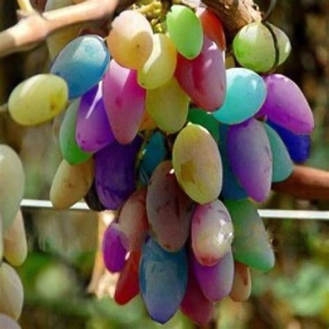 Rare Rainbow Grape Seeds