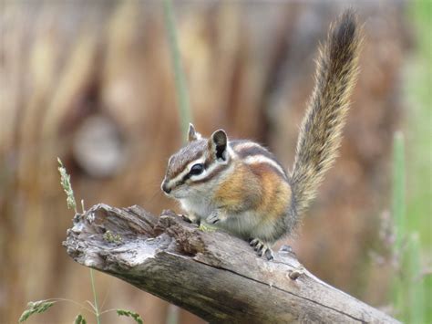 Least Chipmunk Organisms Of The Alouette Watershed · Inaturalist
