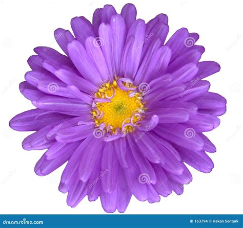 Purple Daisy Flower Royalty Free Stock Photography