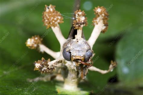 Cordyceps Fungus On A Moth Stock Image C0042223 Science Photo Library