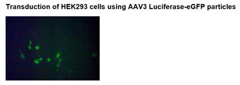 AAV Luciferase EGFP BPS Bioscience Biomol Com