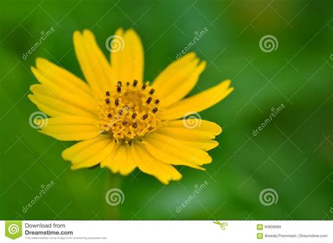 The Little Yellow Star Stock Image Image Of Plant Blossom 94808989