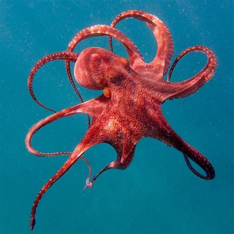 Image Result For Octopus In Real Life Beautiful Sea Creatures Ocean