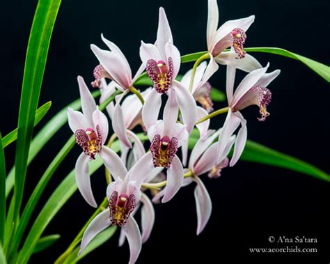 This american orchid society book focuses on practical light. The Indoor Sun: Growing orchids under high intensity LED ...