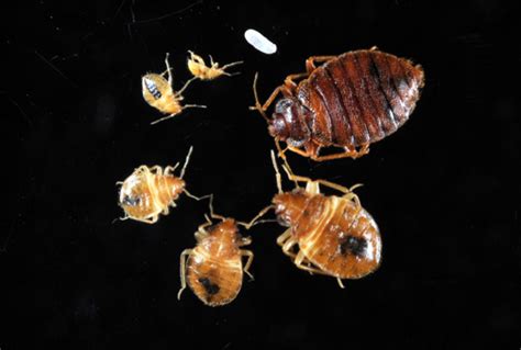 Bed Bugs Informational Guide To Bed Bugs Purdue Monitoring