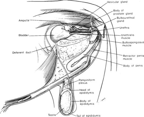 Ampulla Male Reproductive System