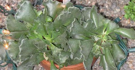 Adromischus Cristatus Tips For Growing The Crinkle Leaf Plant