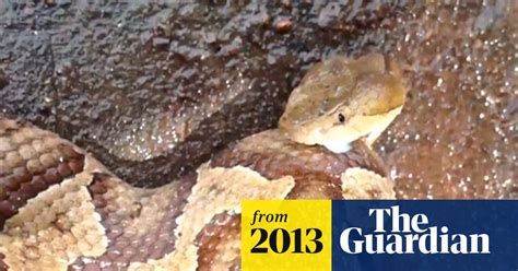 Decapitated Copperhead Snakes Head Bites Itself Video World News