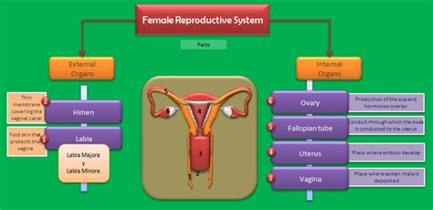 The female reproductive system provides several functions. Educative diagrams: The Female Reproductive System