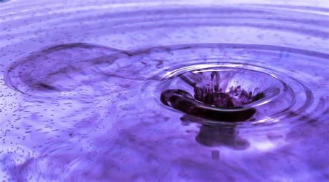 Free Images Liquid Structure Flower Purple Petal Wet Pattern