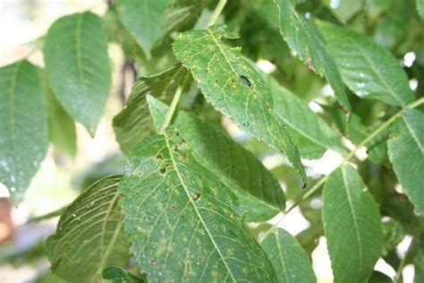 Black Walnut Trees Threatened By Thousand Cankers Disease Msu Extension